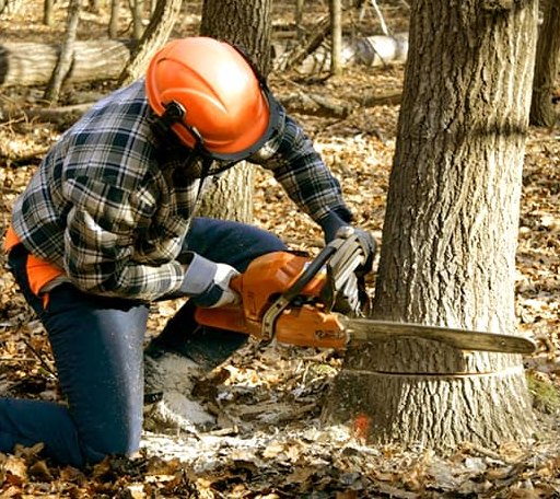 Tree Removal in Switchback, WV
